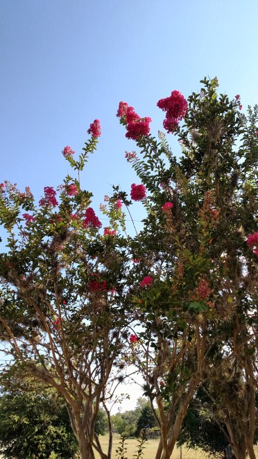 Crepe Myrtle